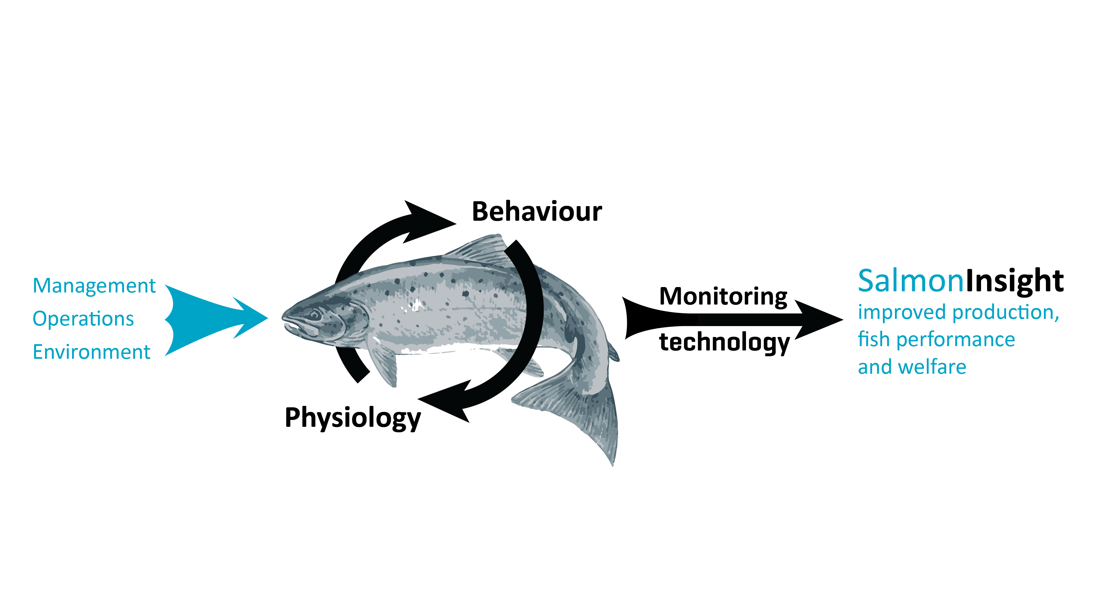 SalmonInsight