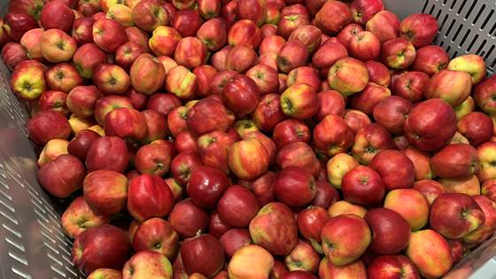 FruktKlima - Technological solutions for optimal fruit handling