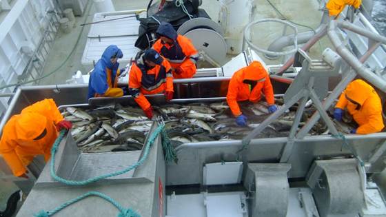 Lønnsom fangst og foredling av hvitfisk i Norge