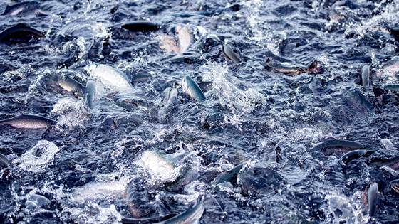 Mat fra havet som beredskap. Norsk sjømatsektors rolle i krig og krise