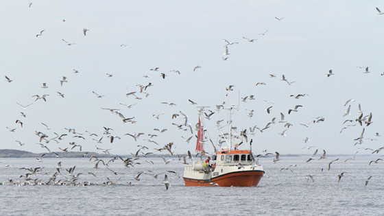 Forvaltningen av fiskebestandene står ved et veiskille