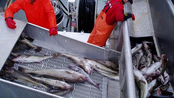 Automatic catch handling of whitefish in the Danish seine vessels