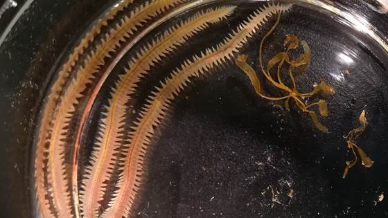 POLYCHAETE - kultivering av Polychaeta som råvare for fôr