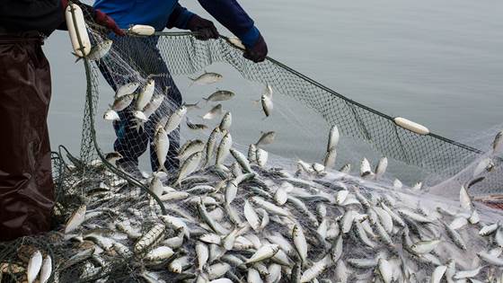 OptiFish - Optimisation of digital catch monitoring and reporting in the European Fisheries