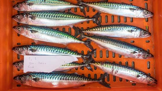 Automatisk veiing av pelagisk fisk ombord