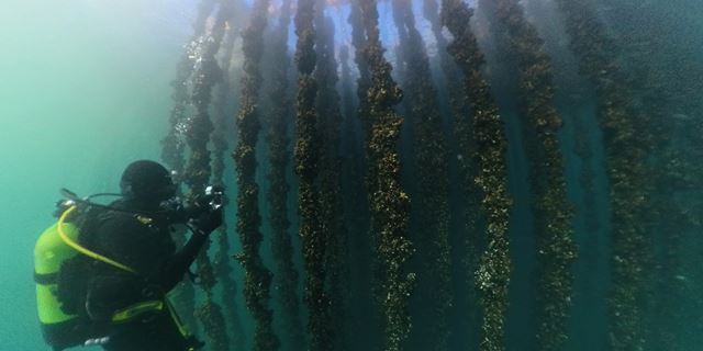 Marin restaurering: De spanske forskerne i prosjektet samarbeider med lokale akvakultusentre for å restaurere havbunnen under blåskjelltau. Foto: Climarest
