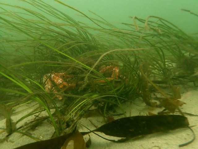 Marin restaurering: Sjøgress kan danne viktige leveområder for krabber. Foto: Ricardo Bermejo